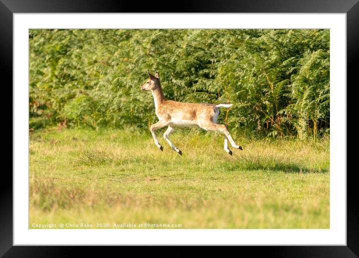 Fallow Deer fawn bouncing along on an Autumn day Framed Mounted Print by Chris Rabe