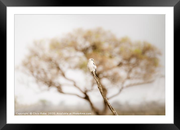 Black-shouldered Kite  Framed Mounted Print by Chris Rabe