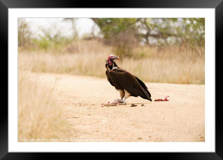 Lappet-Faced Vulture with roadkill Framed Mounted Print by Chris Rabe