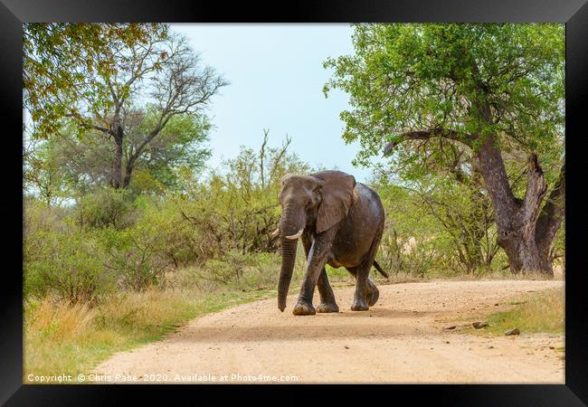 African Elephant walking along dirt road Framed Print by Chris Rabe