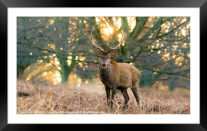 Red deer stag at dawn Framed Mounted Print by Chris Rabe