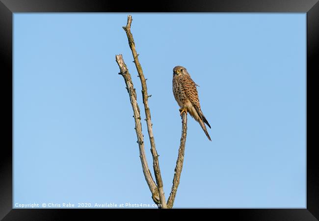 Common Kestrel sitting proudly at the top of dead  Framed Print by Chris Rabe