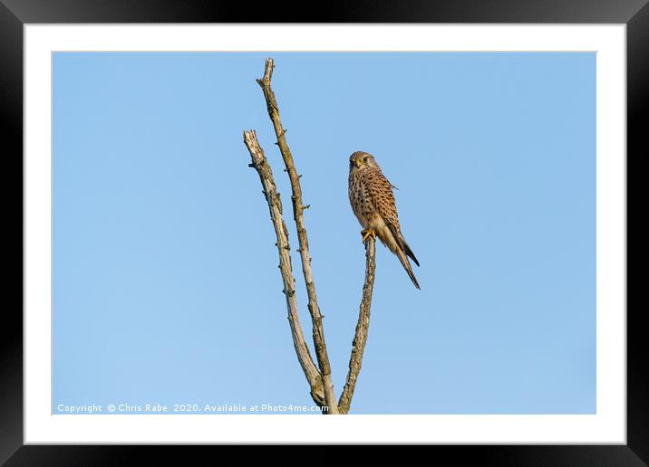 Common Kestrel sitting proudly at the top of dead  Framed Mounted Print by Chris Rabe
