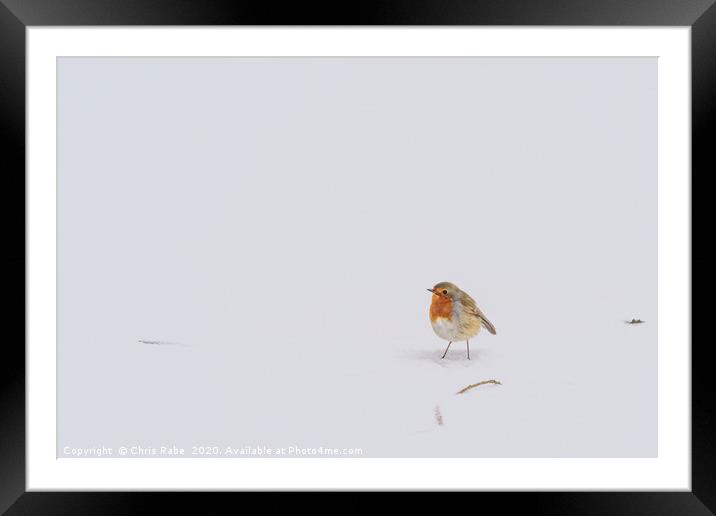 European Robin in snow Framed Mounted Print by Chris Rabe