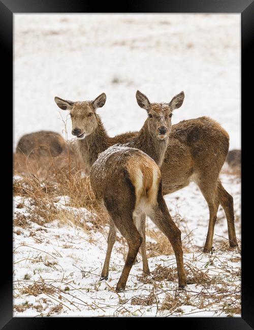 Red deer doe in snow Framed Print by Chris Rabe