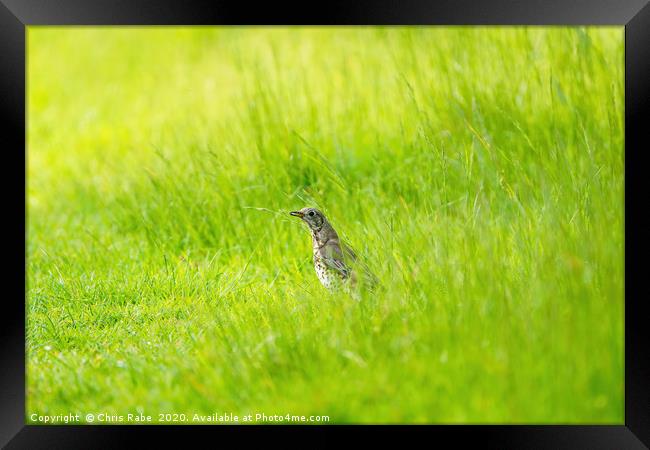 Mistle Thrush in grass with grub Framed Print by Chris Rabe