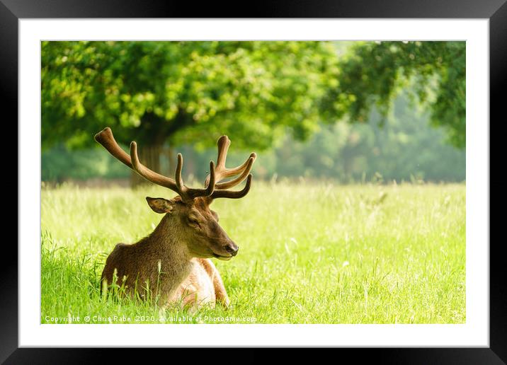 Red deer stag resting in a green field in spring Framed Mounted Print by Chris Rabe