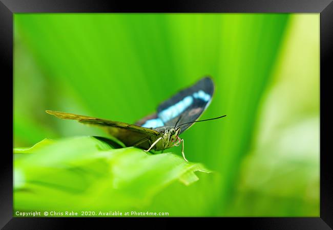 Blue admiral butterfly Framed Print by Chris Rabe