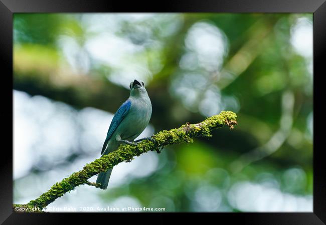 Blue-gray Tanagerin Costa Rica Framed Print by Chris Rabe