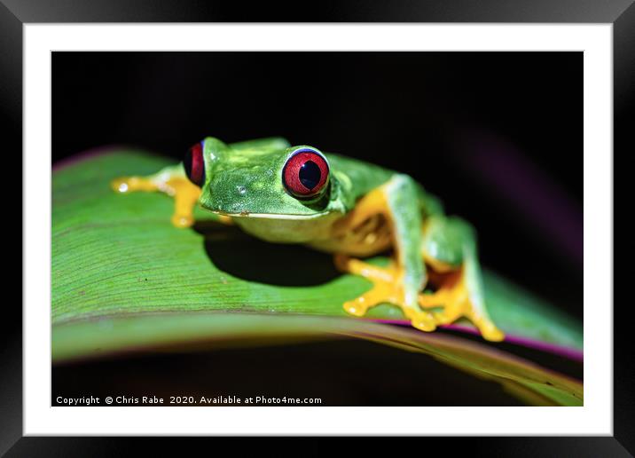 Red-Eyed Tree Frog Framed Mounted Print by Chris Rabe