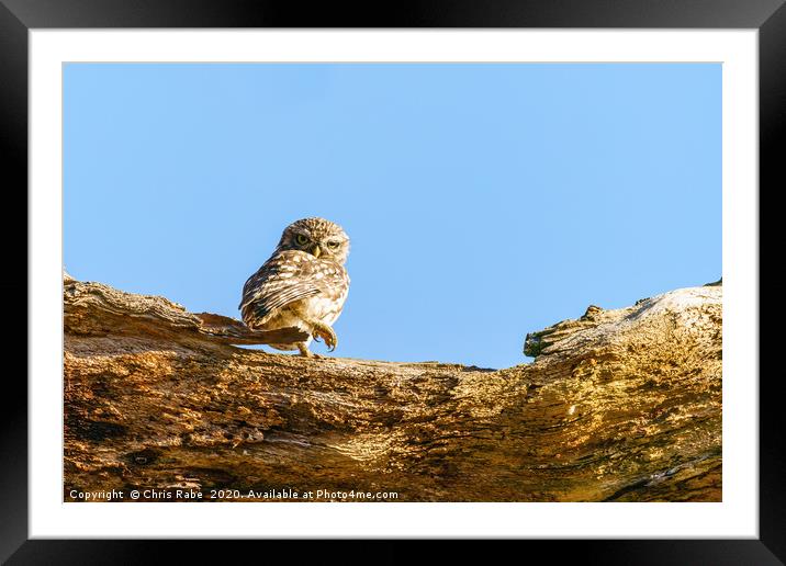 Little Owl standing looking back over shoulder Framed Mounted Print by Chris Rabe