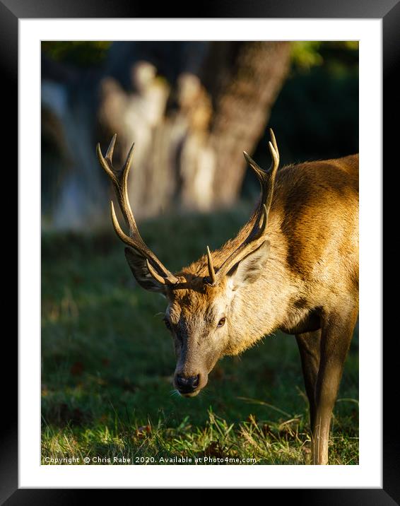 Red deer stag Framed Mounted Print by Chris Rabe