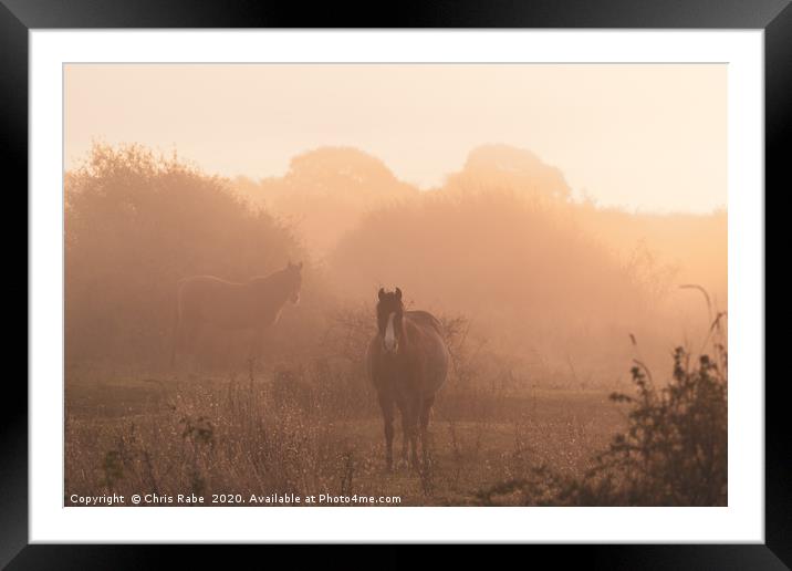 Horses on a foggy autumn morning at dawn Framed Mounted Print by Chris Rabe