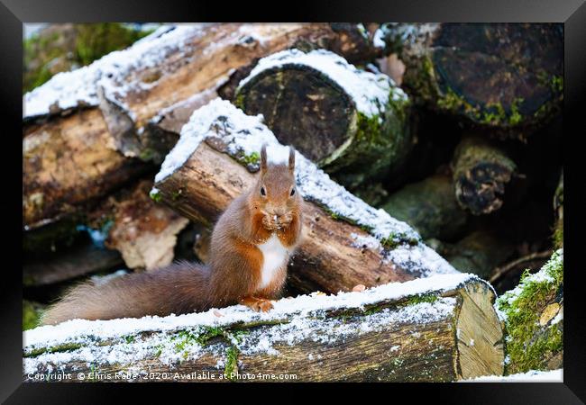 red squirrel eating nut in some light snow  Framed Print by Chris Rabe