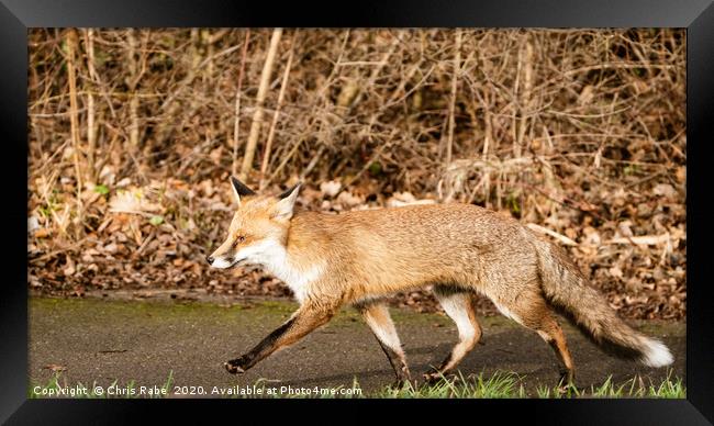 Strutting Red Fox Framed Print by Chris Rabe