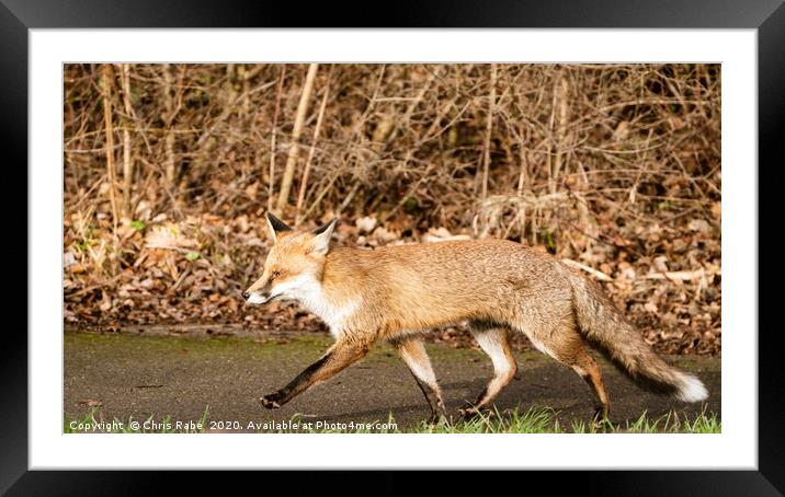 Strutting Red Fox Framed Mounted Print by Chris Rabe