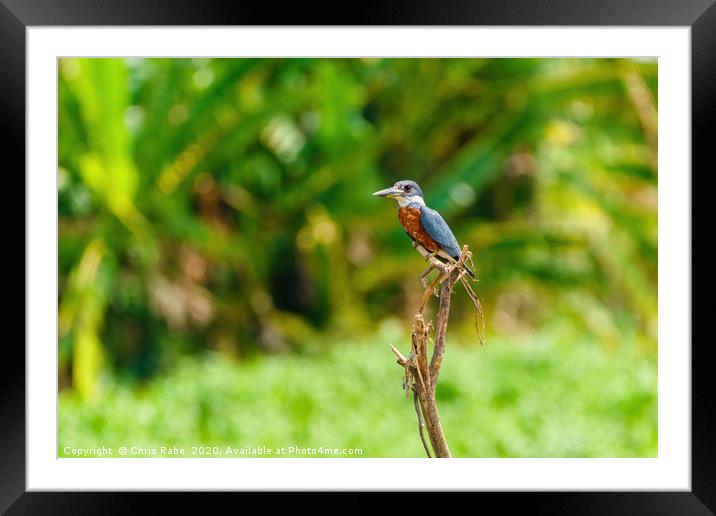 Ringed Kingfisher in Costa Rica Framed Mounted Print by Chris Rabe