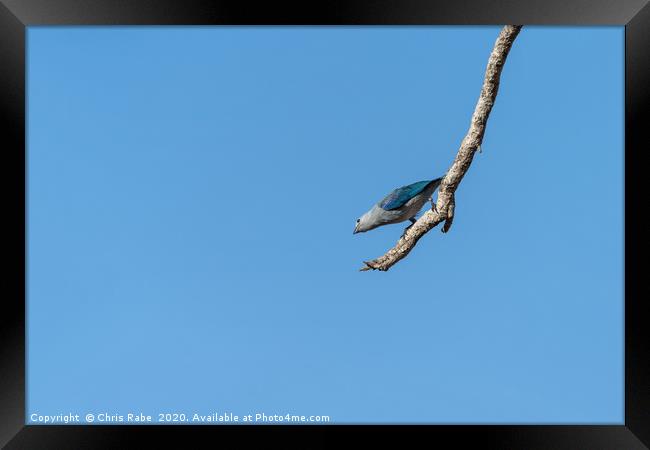 Blue-Gray Tanager against blue sky Framed Print by Chris Rabe