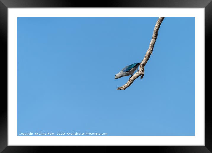 Blue-Gray Tanager against blue sky Framed Mounted Print by Chris Rabe