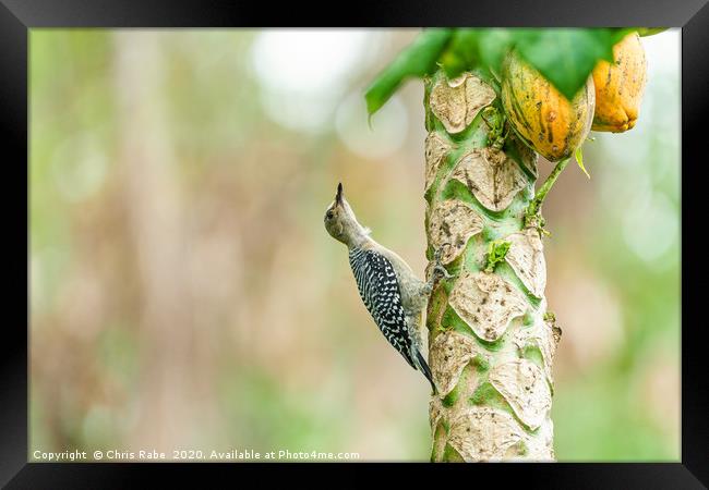 Red-crowned Woodpecker on papaya tree Framed Print by Chris Rabe