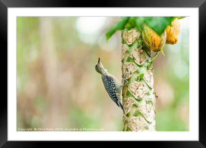 Red-crowned Woodpecker on papaya tree Framed Mounted Print by Chris Rabe