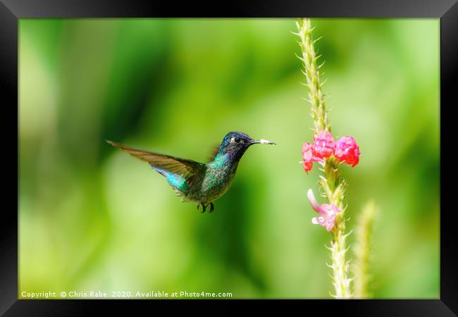 Purple-bibbed Whitetip hummingbird hovering Framed Print by Chris Rabe