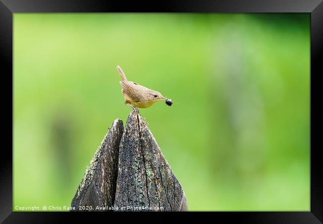 House Wren with insect in it's beak Framed Print by Chris Rabe