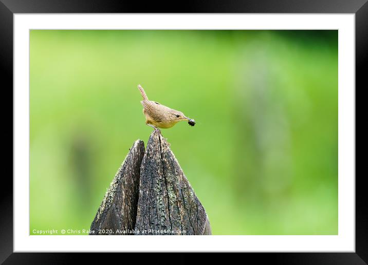 House Wren with insect in it's beak Framed Mounted Print by Chris Rabe