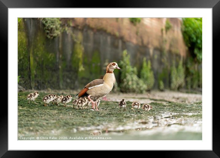 Egyptian goose family Framed Mounted Print by Chris Rabe