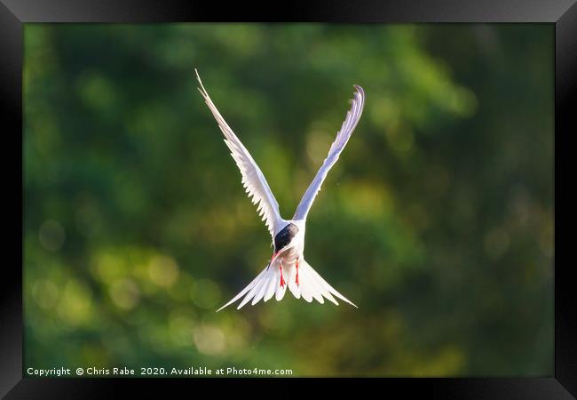 Common Tern  in flight Framed Print by Chris Rabe