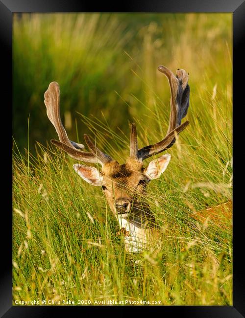 Fallow Deer stag in long grass Framed Print by Chris Rabe