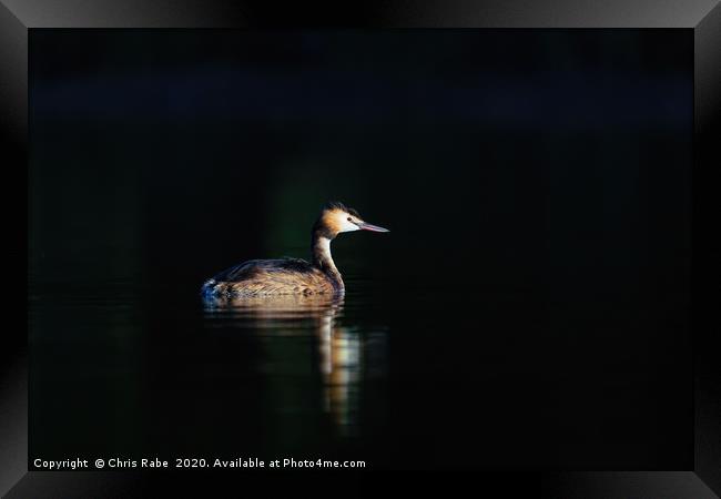 Great Crested Grebe Framed Print by Chris Rabe