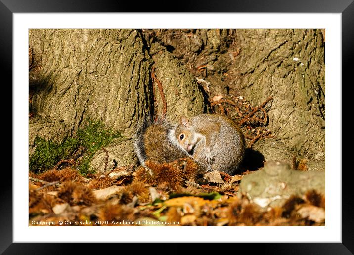 Gray Squirrel curled up in autumn leaves Framed Mounted Print by Chris Rabe