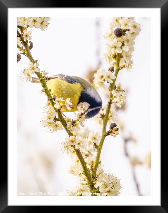 Blue Tit feeding from blossom Framed Mounted Print by Chris Rabe