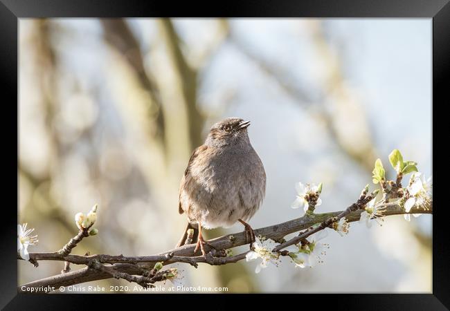 Dunnock perched on branch in blossom Framed Print by Chris Rabe