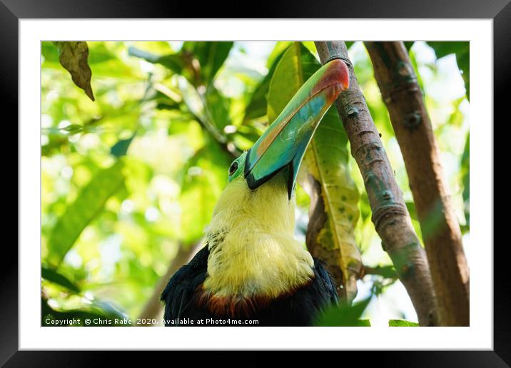 Keel-billed Toucan close-up portrait Framed Mounted Print by Chris Rabe