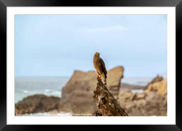 Roadside Hawk on tree stump at seaside Framed Mounted Print by Chris Rabe