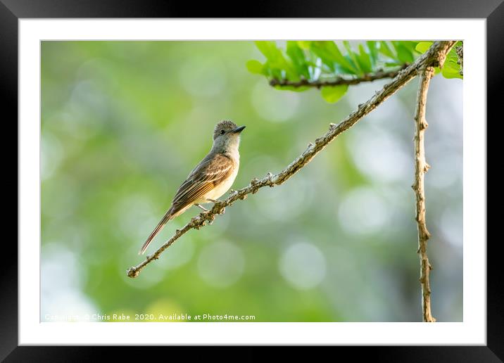 Yellow-bellied Elaenia  Framed Mounted Print by Chris Rabe