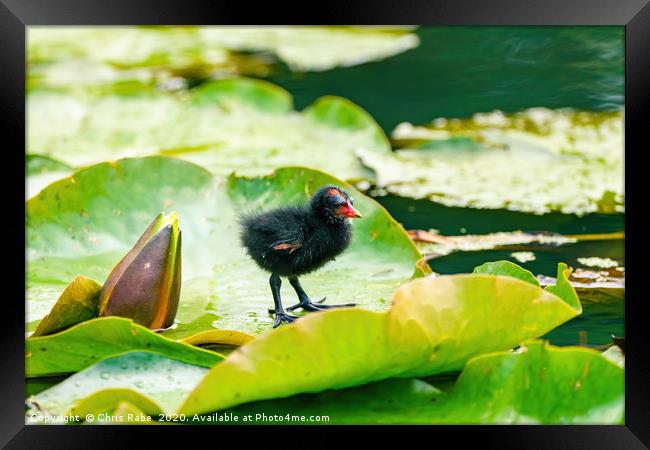 Baby Moorhen on water lily Framed Print by Chris Rabe