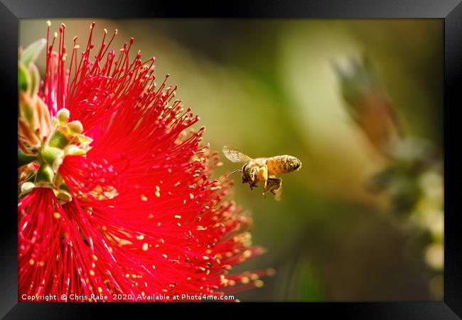 african honeybee about to land on bottlebrush Framed Print by Chris Rabe