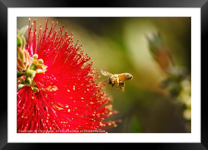 african honeybee about to land on bottlebrush Framed Mounted Print by Chris Rabe