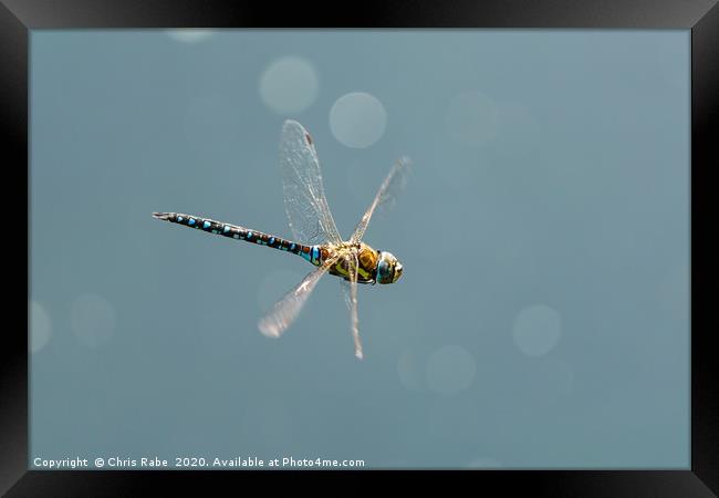 A large blue dragonfly in flight Framed Print by Chris Rabe