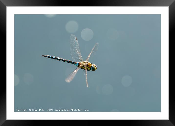 A large blue dragonfly in flight Framed Mounted Print by Chris Rabe