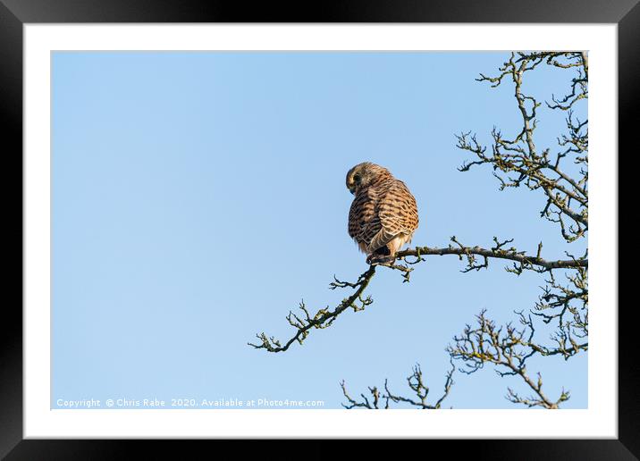 Common Kestrel looking over shoulder Framed Mounted Print by Chris Rabe