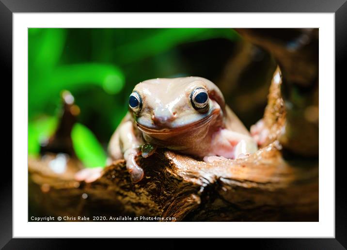 Cute White’s Tree Frog  Framed Mounted Print by Chris Rabe