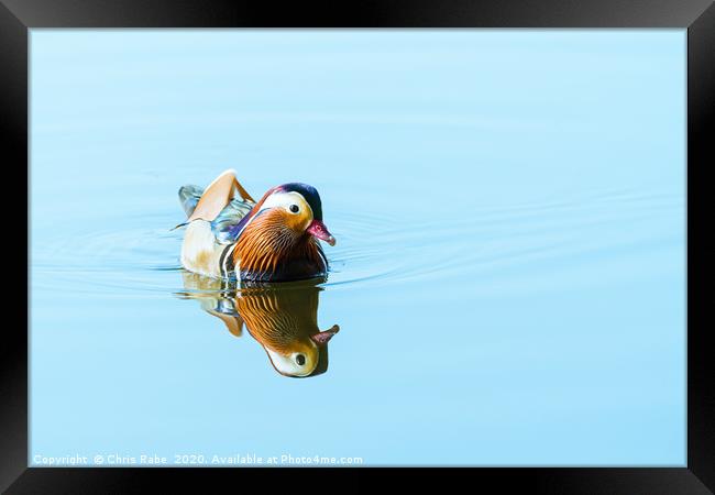 Mandarin Duck male on a still lake Framed Print by Chris Rabe