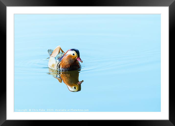 Mandarin Duck male on a still lake Framed Mounted Print by Chris Rabe