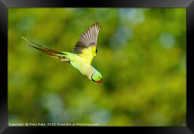 Ring-necked parakeet in flight Framed Print by Chris Rabe