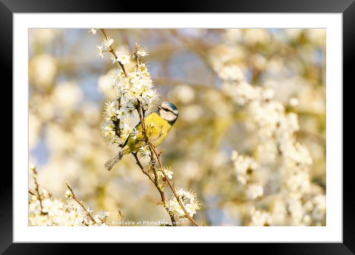 Blue Tit on blossom Framed Mounted Print by Chris Rabe