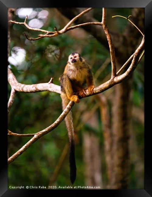Common Squirrel Monkey in jungle Framed Print by Chris Rabe